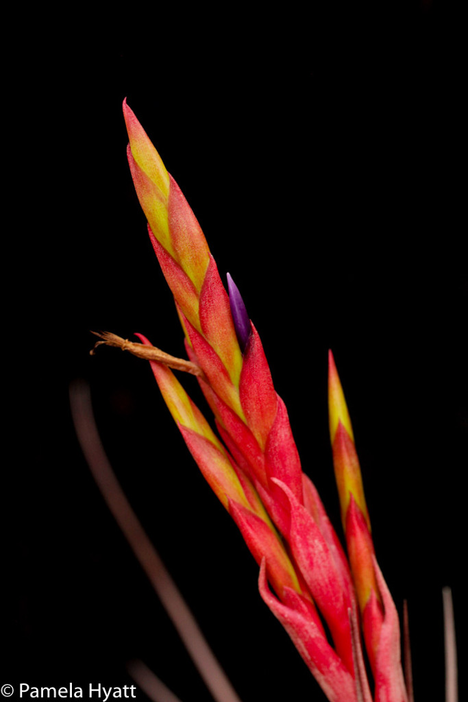 Tillandsia x smalliana (balbisiana x fasciculata)