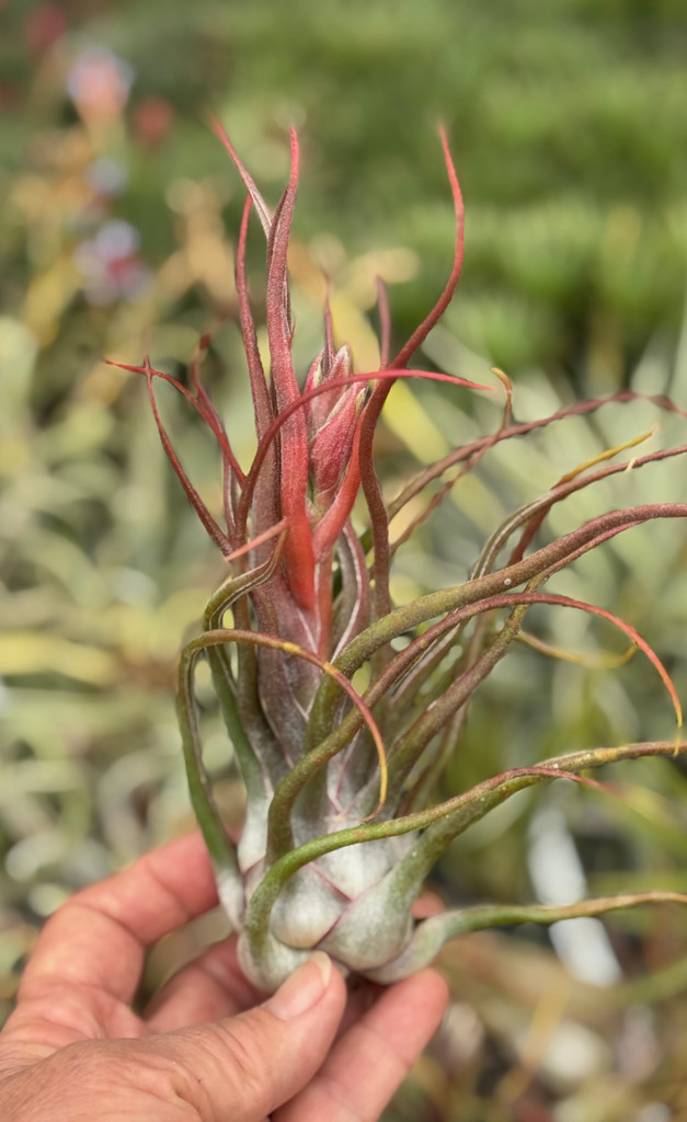 Tillandsia Charles Wiley (T. seleriana X bulbosa) - Bird