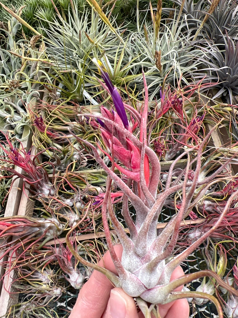 Tillandsia Charles Wiley (T. seleriana X bulbosa)