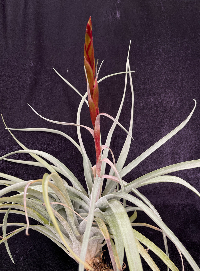 Tillandsia harrisii x fasciculata v. densispica