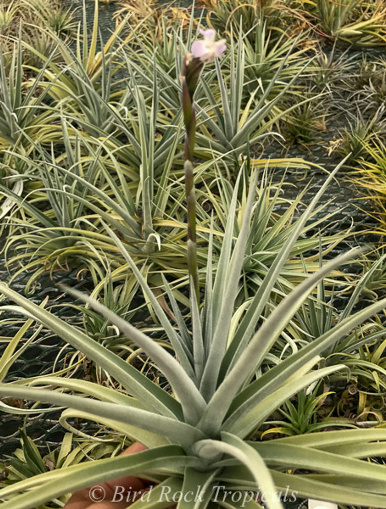 Tillandsia duratii v. saxatilis x recurvifolia (meridionalis)