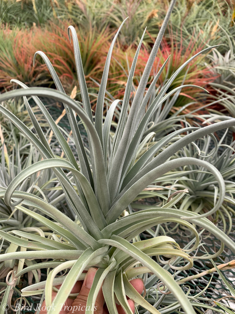 Tillandsia duratii v. saxatilis x recurvifolia (meridionalis)