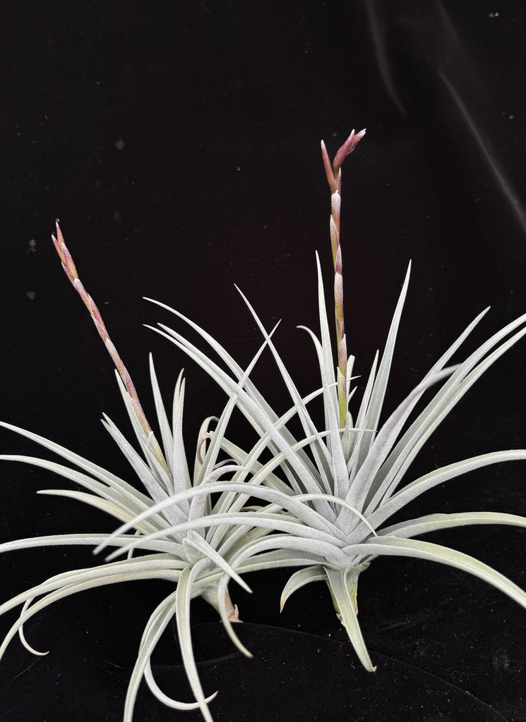 Tillandsia duratii v. saxatilis x recurvifolia (meridionalis)