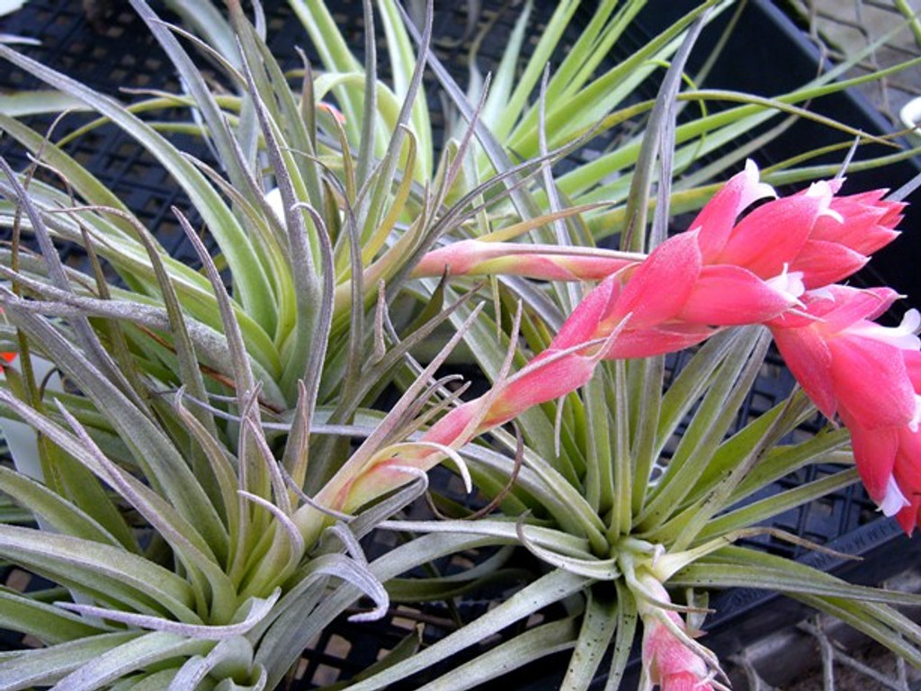 Tillandsia stricta x leonamiana