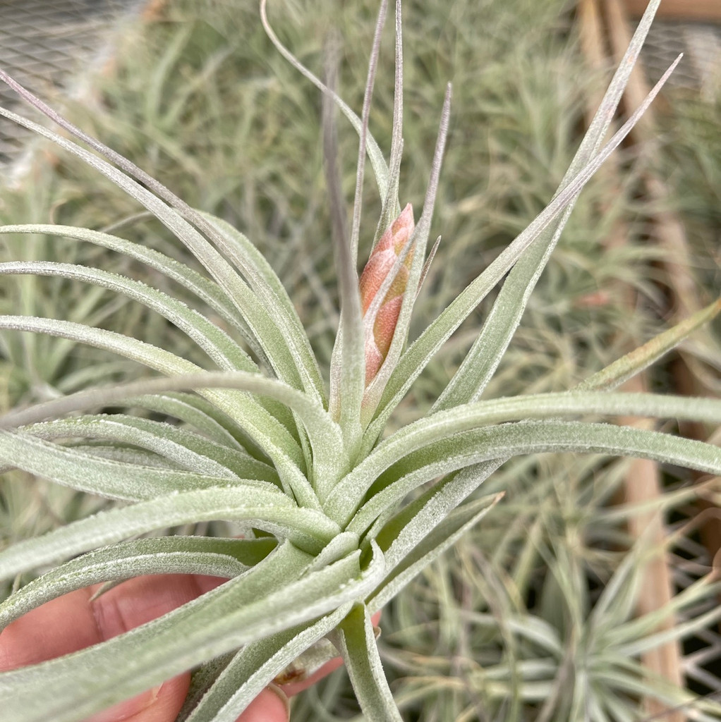 Tillandsia stricta x leonamiana