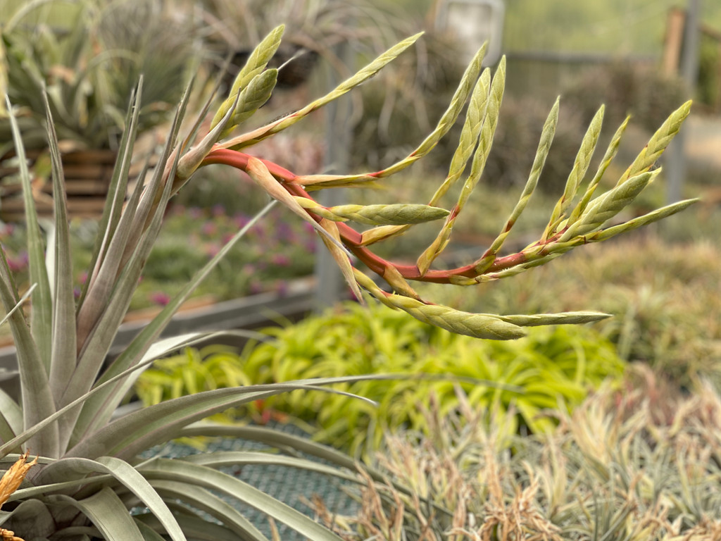 Tillandsia Mayan Gold (T. gayi x leucolepis)