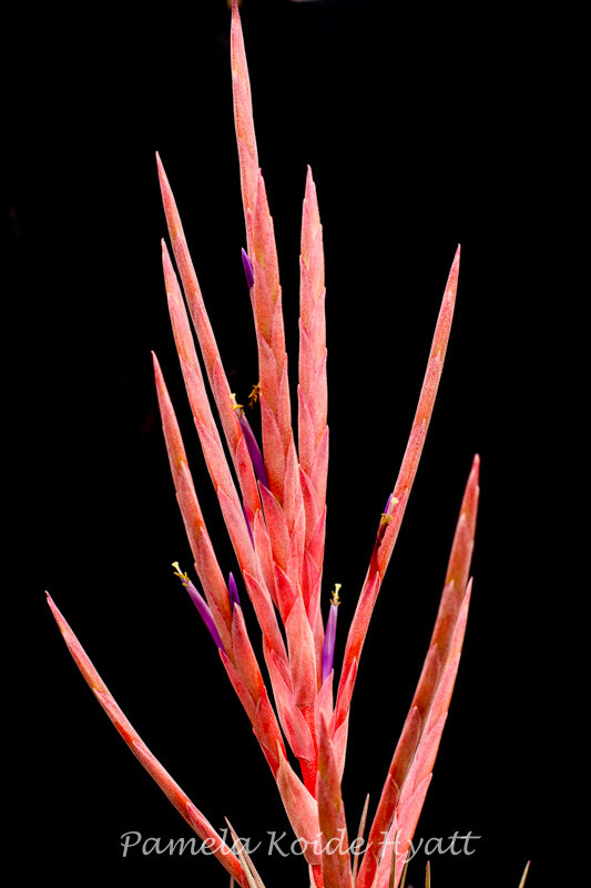 Tillandsia fasciculata v.densis ×strepto Tillandsia fasciculata v. densispica (DR) x subteres - Bird Rock