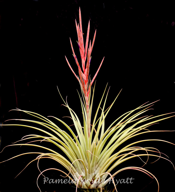 Tillandsia fasciculata v. densispica (DR) x subteres - Bird Rock