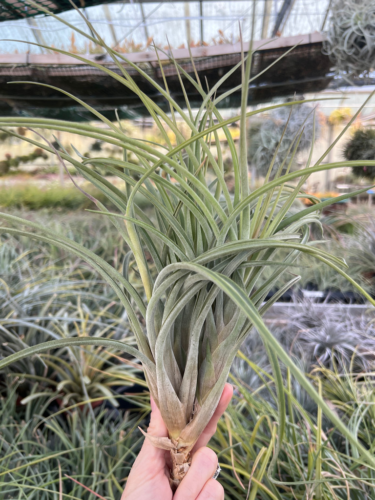 Tillandsia schatzlii x tricolor