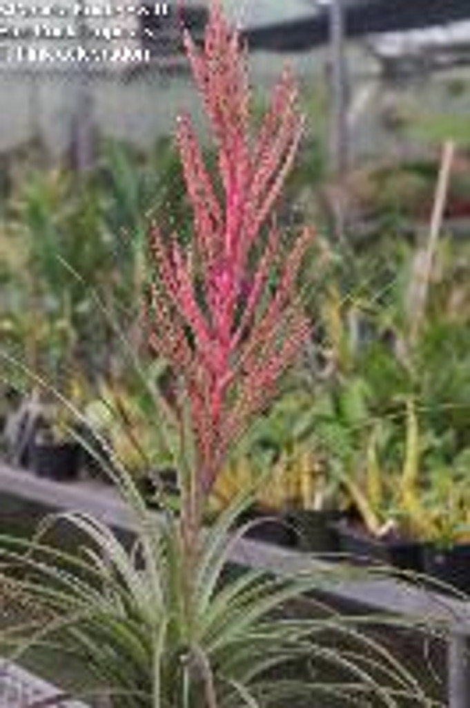 Tillandsia Pink Celebration