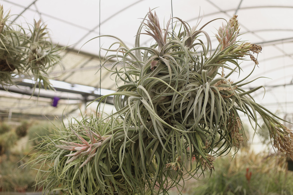 Tillandsia (ehlersiana x seleriana) x seleriana