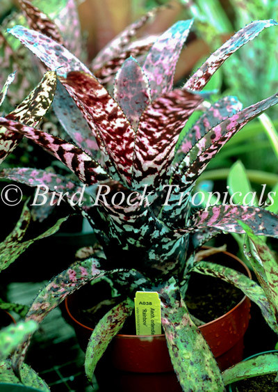 ブロメリア・エアープランツ Aechmea Orlandiana Pickaniny Aechmea orlandiana 'Rainbow' - Bird Rock Tropicals