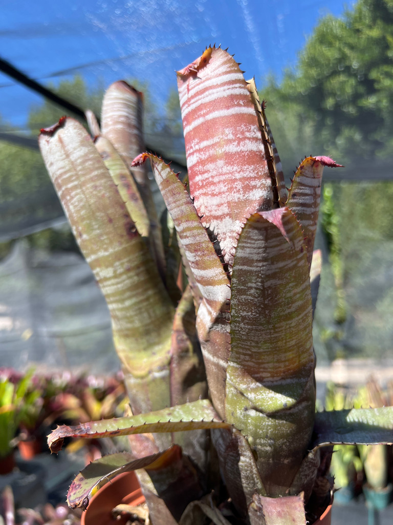 Aechmea nudicaulis 'Silver Streak'