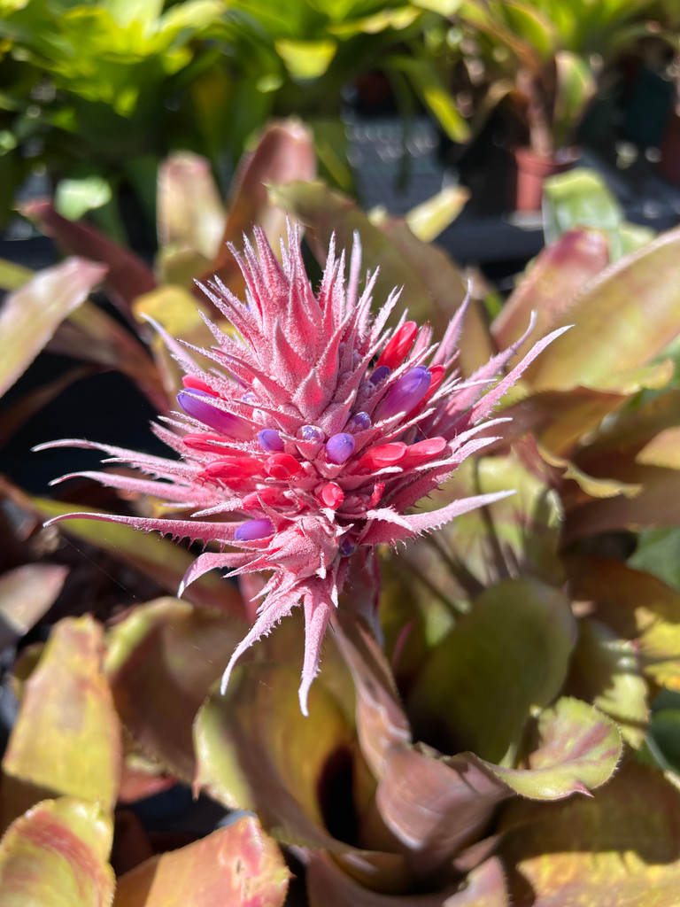 Aechmea fasciata (red form)