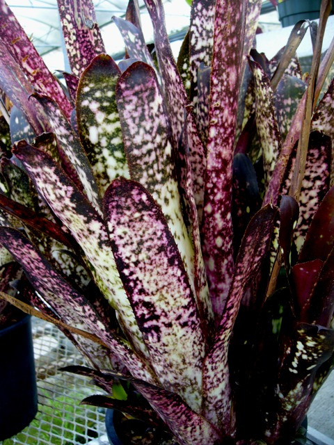 Billbergia 'Hallelujah' - Bird Rock Tropicals