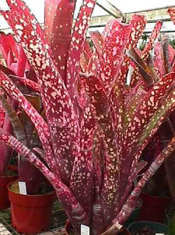 Billbergia amoena v. viridis 'Rubra' - Bird Rock Tropicals