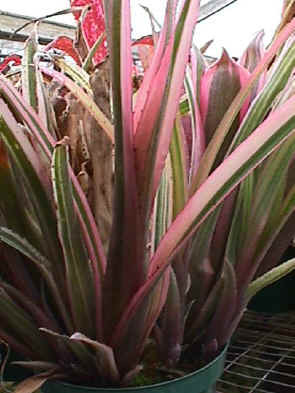 Billbergia Talbot Barbara’s Beauty Billbergia 'Santa Barbara' - Bird Rock Tropicals