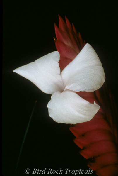 Wallisia (Tillandsia) cyanea 'White Petals'