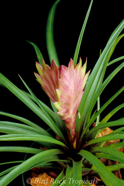 Wallisia (Tillandsia) cyanea 'Triflor' - Bird Rock Tropicals