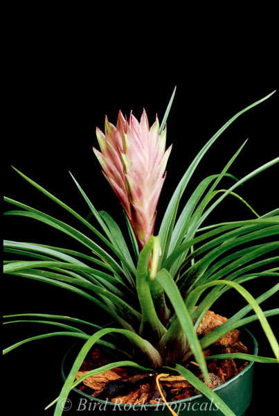 Wallisia (Tillandsia) cyanea 'Triflor' - Bird Rock Tropicals