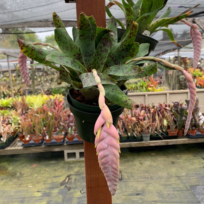 フリーセア　グッタータ　Vriesea Guttata Vriesea guttata - Bird Rock Tropicals