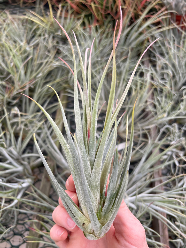 Tillandsia circinnatoides x pueblensis