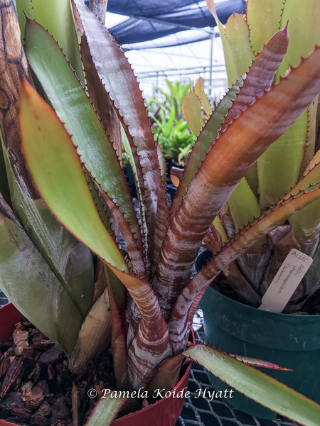 Aechmea phanerophlebia (Dark Clone) - Bird Rock Tropicals