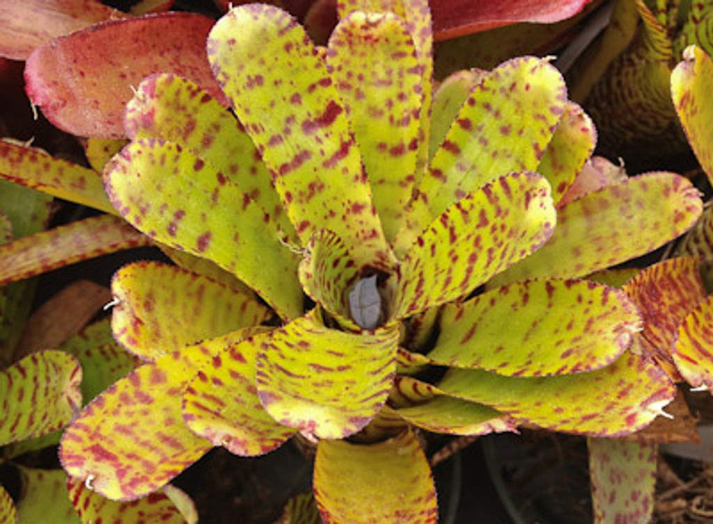 Neoregelia punctatissima