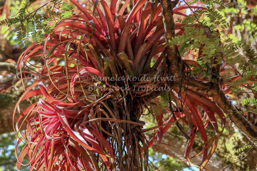 Tillandsia capitata 'Pochutla'