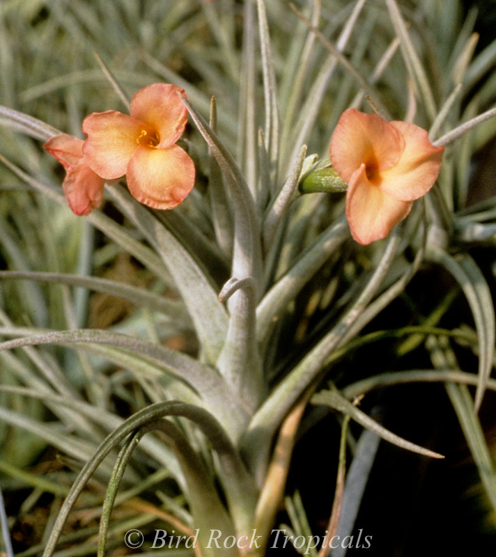 Tillandsia Mystic Trumpet Peach (T. albertiana x xiphioides