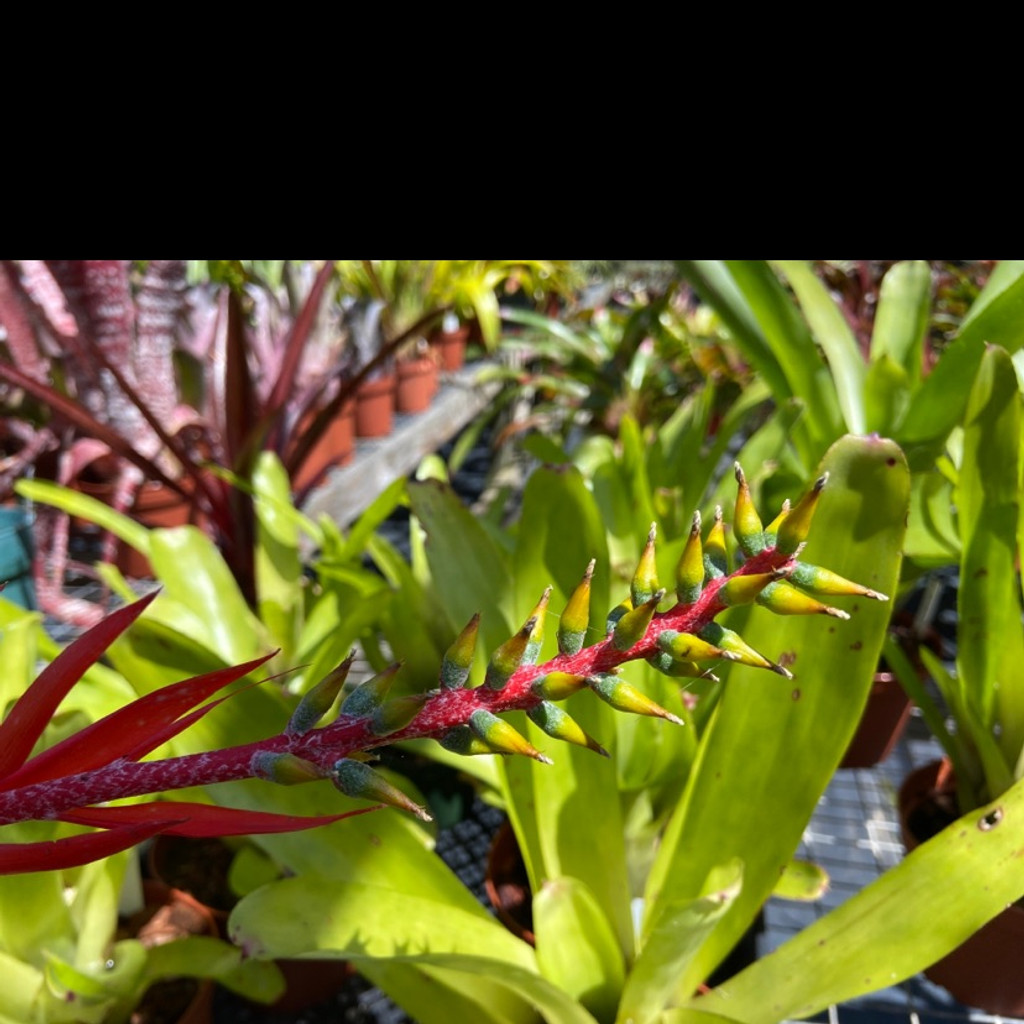 Aechmea nudicaulis v. cuspidata