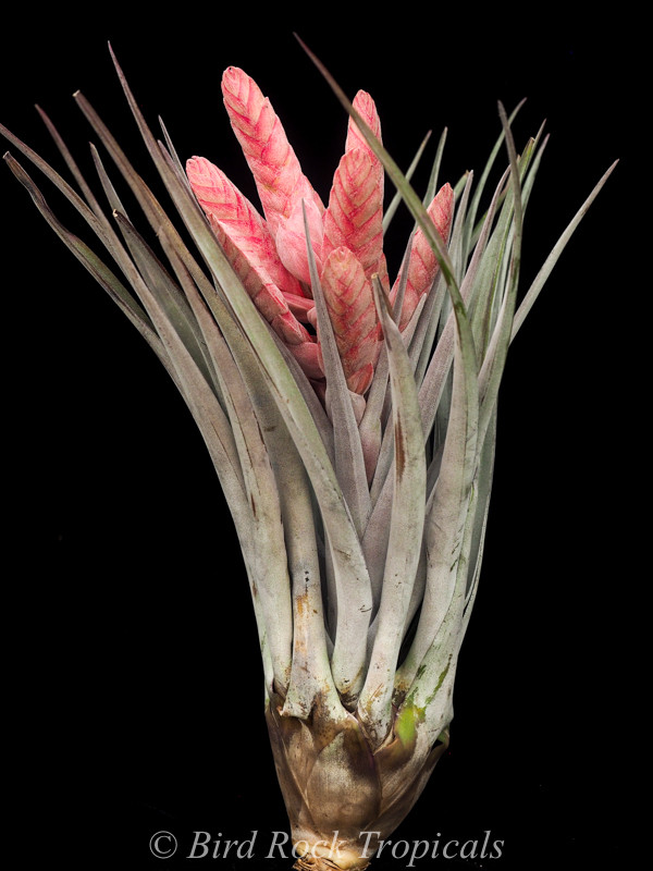 Tillandsia Steve Pink