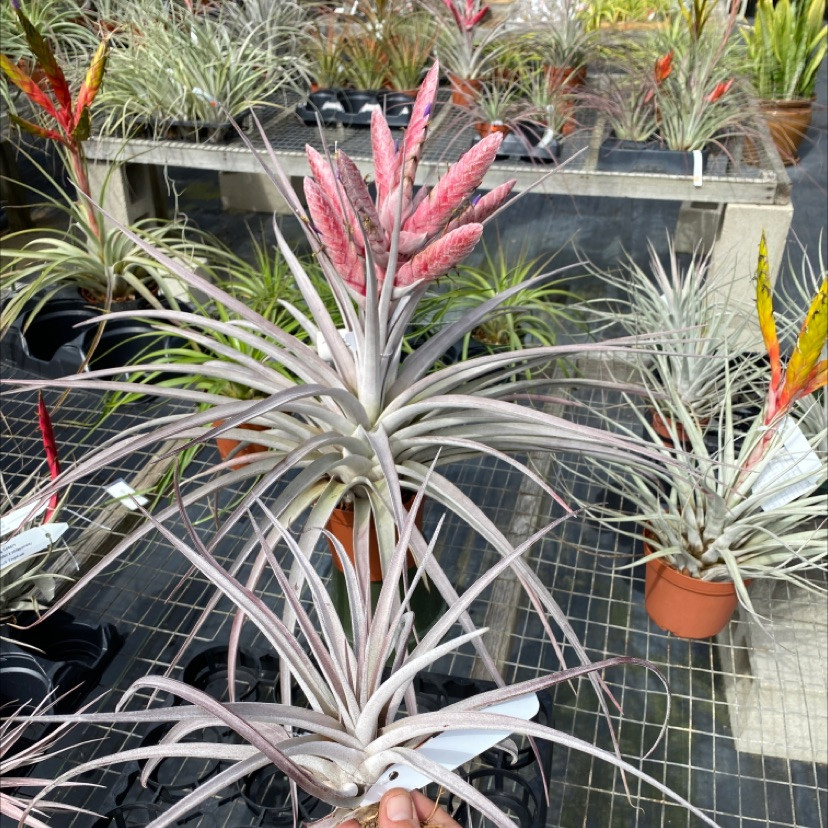 Tillandsia Steve Pink