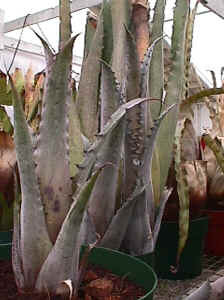 ホヘンベルギア　sp brazil Hermann Prinsler's カキコ Hohenbergia species (sp. 357) - Bird Rock Tropicals □ Hohenbergia