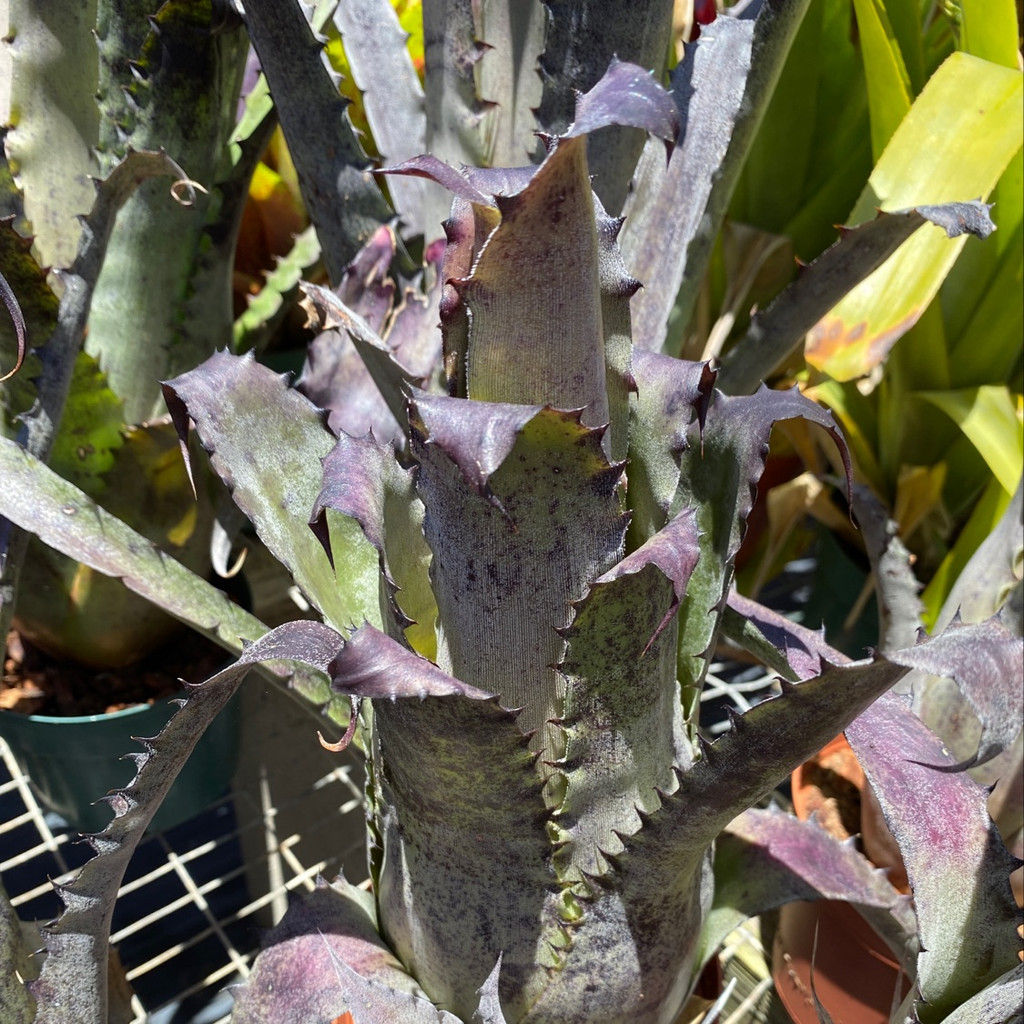 Hohenbergia species (sp. 357) - Bird Rock Tropicals □ Hohenbergia