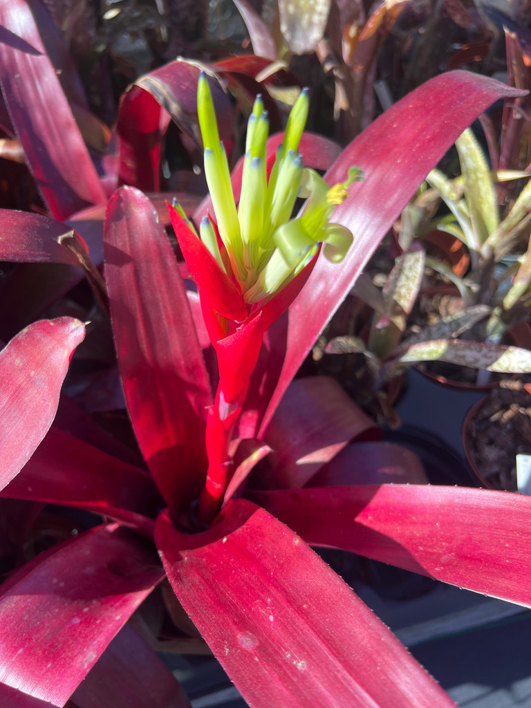 Billbergia amoena v. amoena (Red)