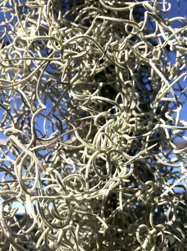 Tillandsia usneoides, Curly Form