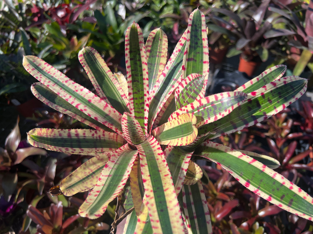 Neoregelia 'Cantankerous'