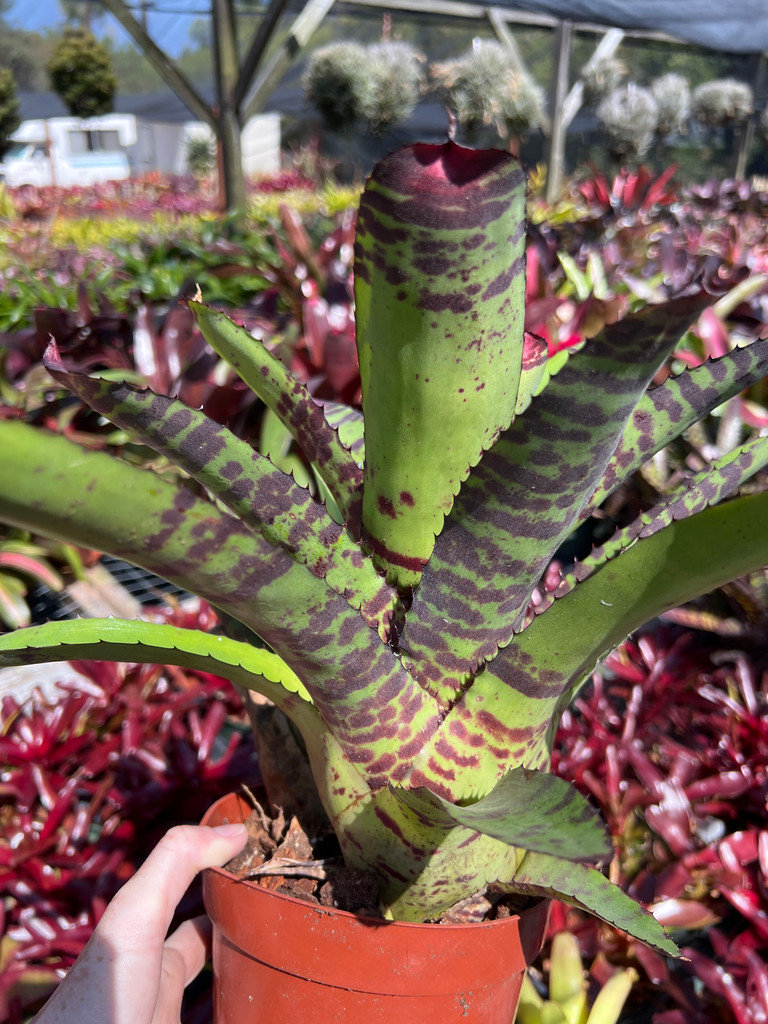 Neoregelia Hannibal Lector #2 'Clarise'