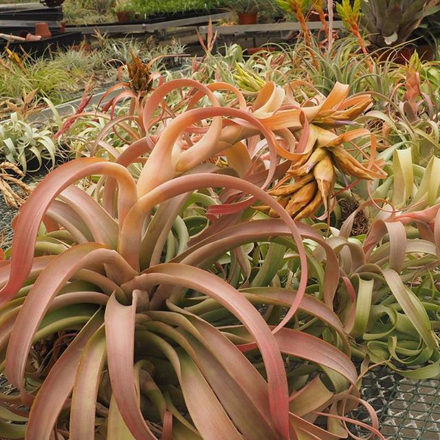 Tillandsia Nessie (T. rothii x rhodocephala) - Bird Rock Tropicals