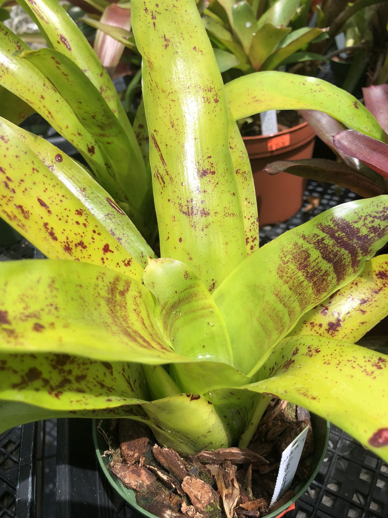 Neoregelia kautskyi