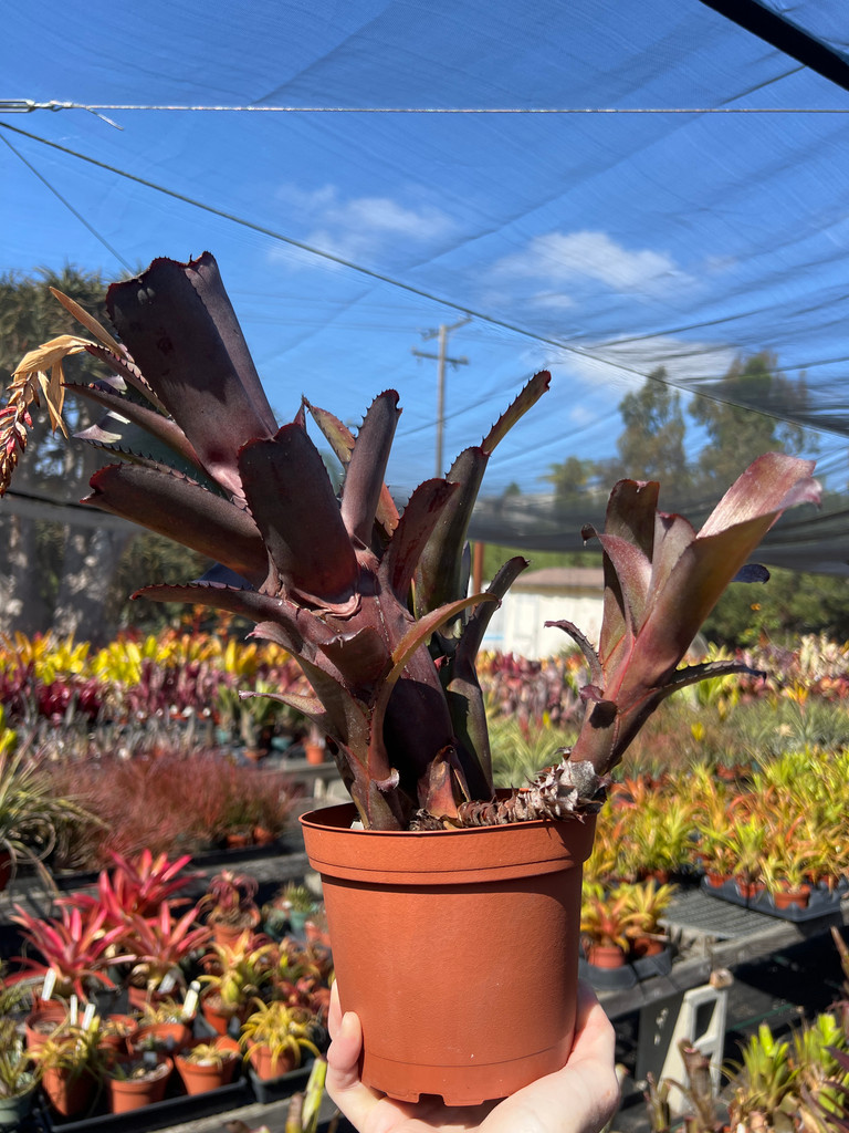 Aechmea nudicaulis v. aurea rosea