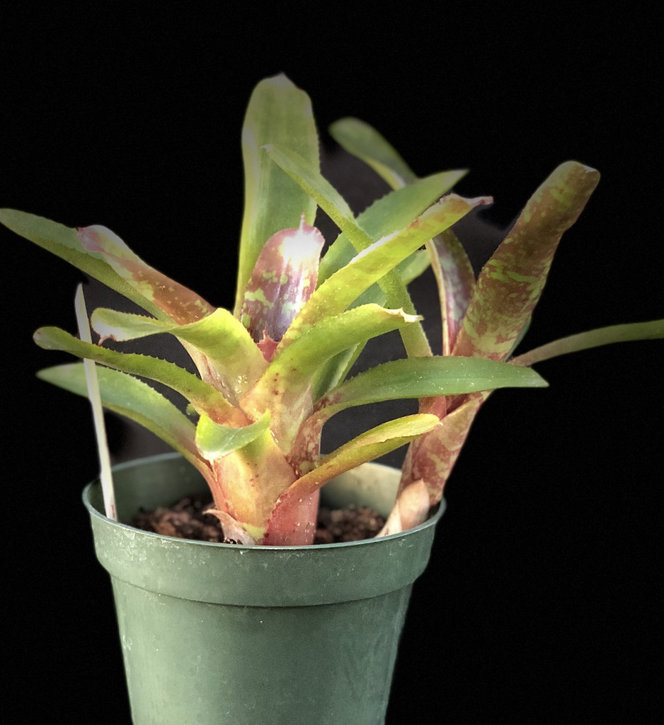 Neoregelia 'Wild Tiger'