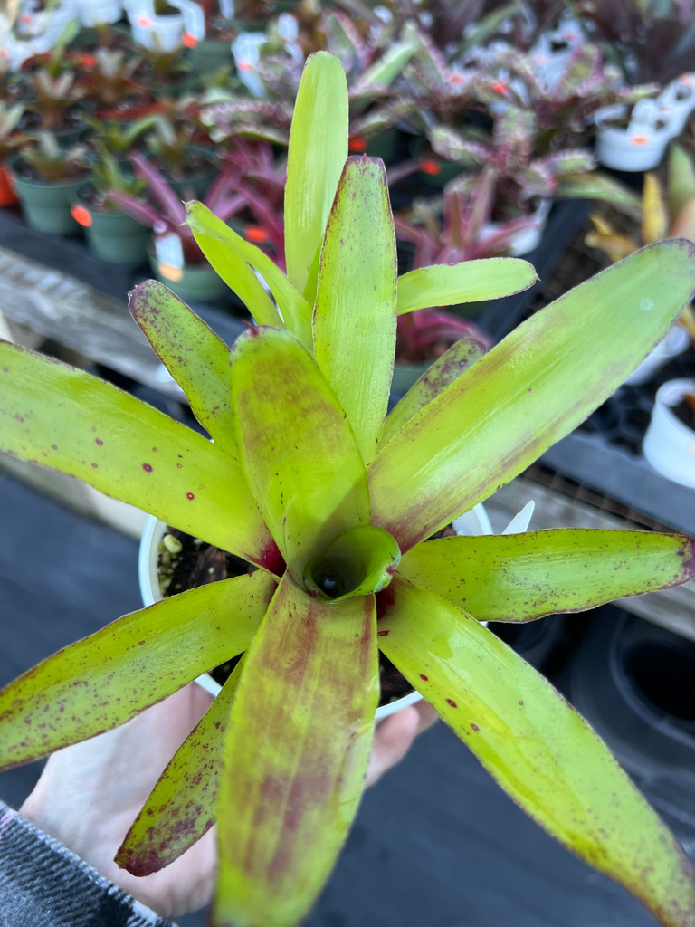 Neoregelia species
