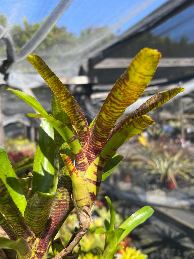 Neoregelia 'Popoki'