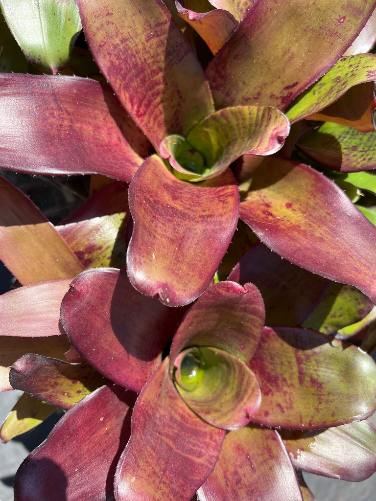 Neoregelia Lambert #12