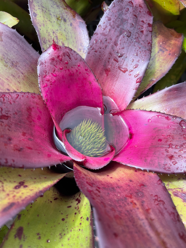 Neoregelia Lambert #12