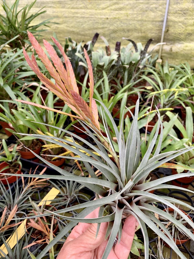 Tillandsia altomayoensis, species nova