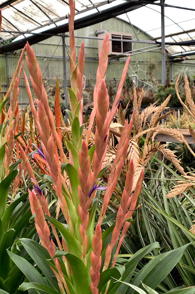 Tillandsia deppeana