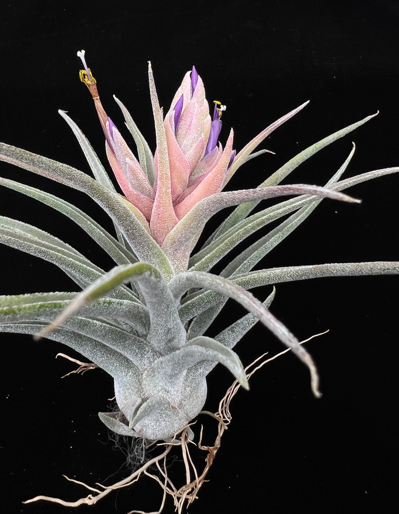 Tillandsia Sitting Pretty - (T. streptophylla x paucifolia (paucifolioides))